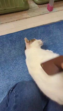 譲渡会参加猫シロくんの記事動画