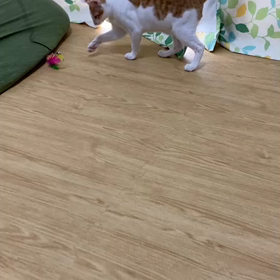 かどまねこトライアル15組目ハーブの画像