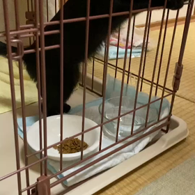 かどまねこ２組目、トライアルに入りましたの画像
