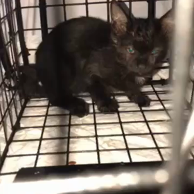 子猫保護しましたの画像