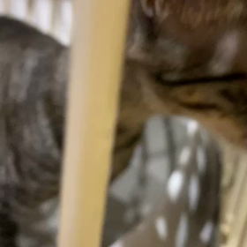 かどまねこトライアル６組目太陽の画像