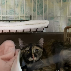かどまねこトライアル７組目かえでの画像