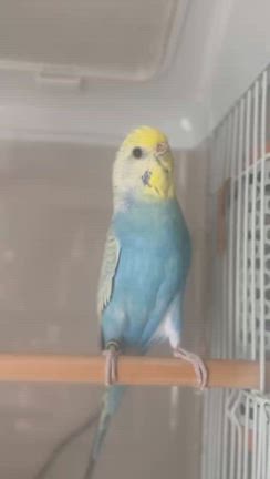 お写真が届きました！の記事動画