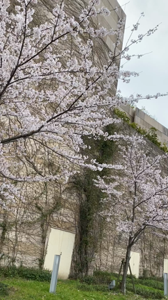 今年の西宮の桜は今が満開の記事動画
