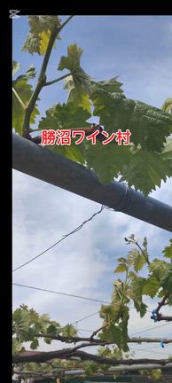あかり縁日を楽しんできました。の記事動画