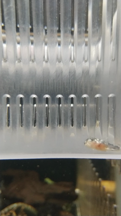 キンペコの稚魚フロートボックス卒業の記事動画