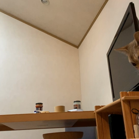 猫が体の上に飛び降りてくるの画像