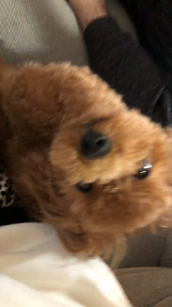 歌う犬の記事動画