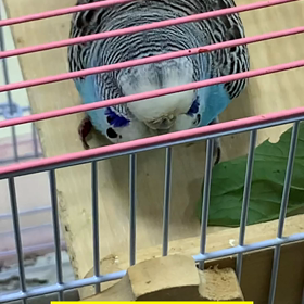 ペットロス2-インコ卵管脱の画像