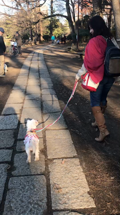 モカちゃんノアちゃんとリコッタのお散歩のお話しの記事動画
