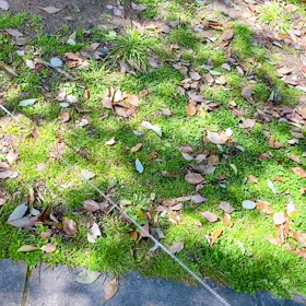 プリたんのお散歩風景の画像