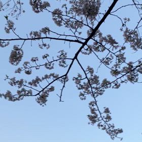 お散歩桜@元町公園の画像