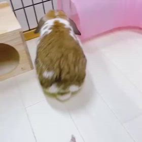 まりんちゃん トンネル遊びの画像