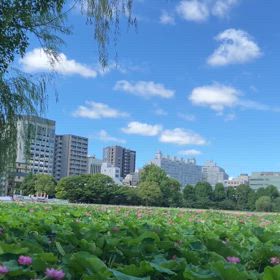 上野不忍池　蓮の花の画像