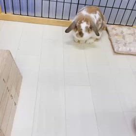 まりんちゃん　お顔キレイキレイの画像