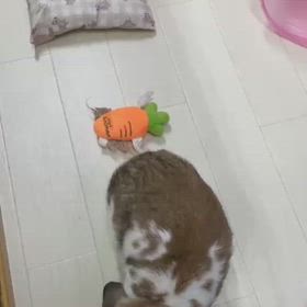 まりんちゃん　トンネル遊びの画像