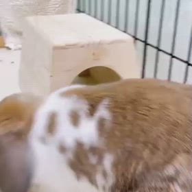まりん　お留守番3日目の画像