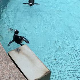 ペンギンの画像