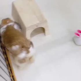 うさぎのお顔きれいきれいの画像