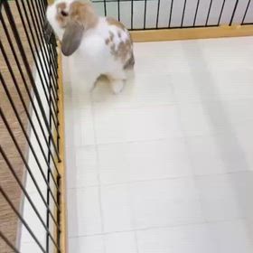 まりんちゃん，お留守番の画像