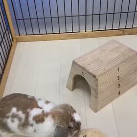 まりんちゃんと跳び箱の画像