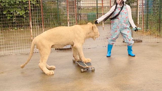 急激に大きくなったホワイトライオンの記事動画