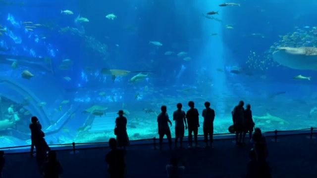 この大きさに感動したよの記事動画