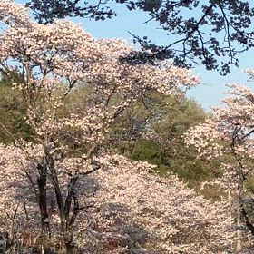 秘密の桜の画像