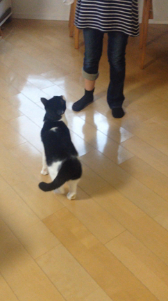アビーの「おすわり」&amp;仔猫たち。の記事動画