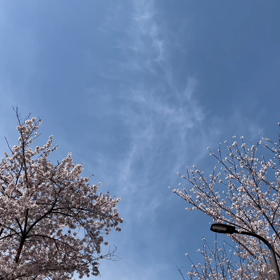 花見の画像