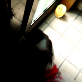 『ハヤク、オサンポイキタイノー！！！』の画像