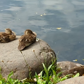 中島公園のカモその後の画像