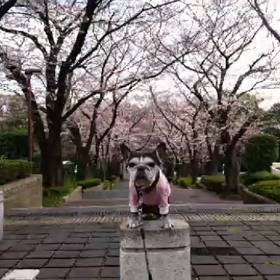 よねさまご出勤！の画像