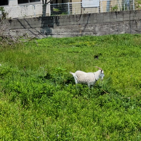 のどかの画像