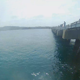 脇田釣り桟橋水中映像の画像
