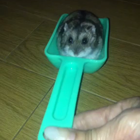 ベリースコップでおさんぽの画像