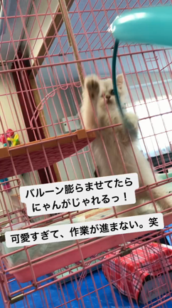 わんにゃん動物園☆の記事動画