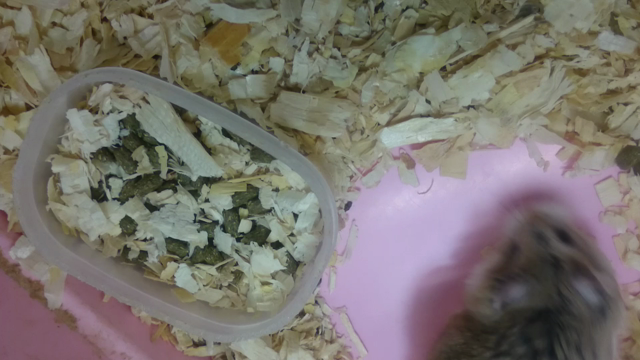 頑張って運動をしています byロボロフスキーの記事動画