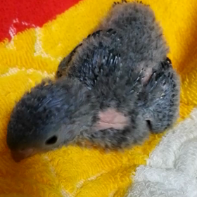 里親様募集4、5号ちゃん紹介動画の画像