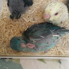 動画でお伝え\( ´ω` )/の画像