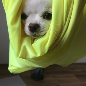 #わんこスリングの画像