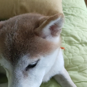 リンゴシャクシャクの画像
