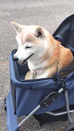 ”動物愛護フェス”の記事動画