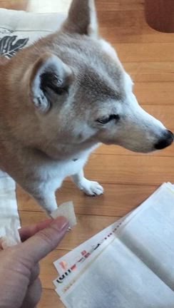 梨の記事動画