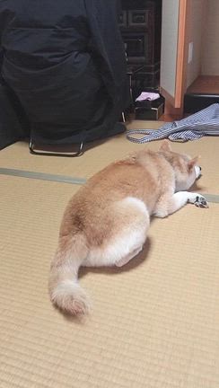 お参りの記事動画