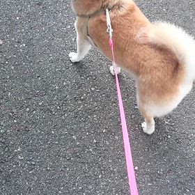 ポンポンの画像