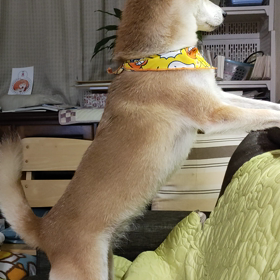 ご飯、まだかな❓の画像