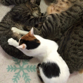 モミモミ連鎖の画像