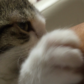 まめたんの画像