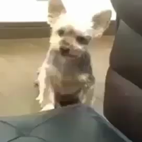 爆笑の画像